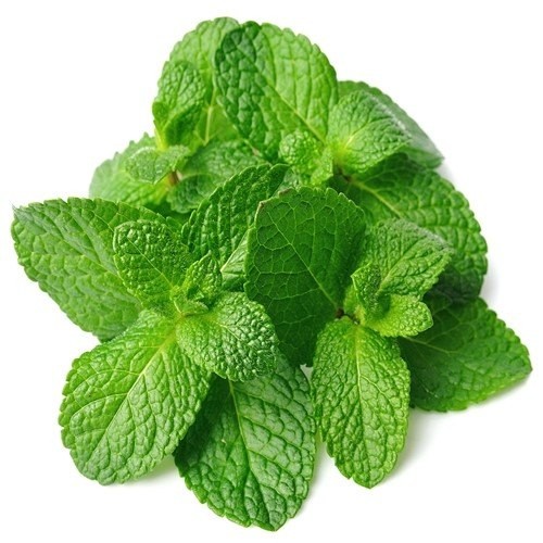 HOJAS DE MENTA FRESCA KG