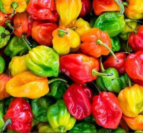 CHILE HABANERO KG